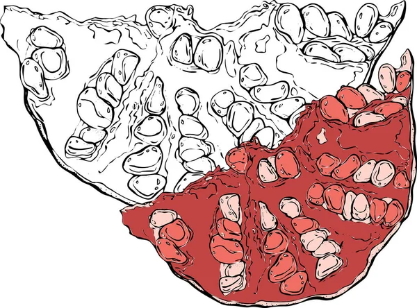 Vektorová Ilustrace Červený Granátový Plátek Šťavnatými Bobulemi Obrys Granátového Jablka — Stockový vektor