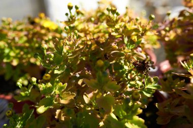 Yeşil çiçek tomurcukları