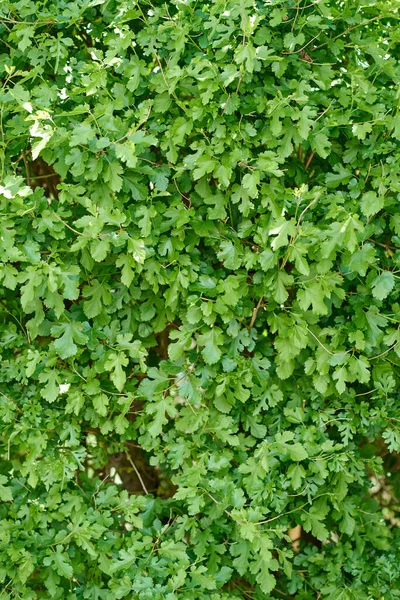 Фон из зеленых свежих пятипалых листьев с зубчатыми краями — стоковое фото