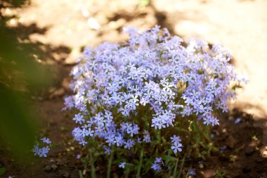 Bahçede bir leylak filizi yetişiyor.