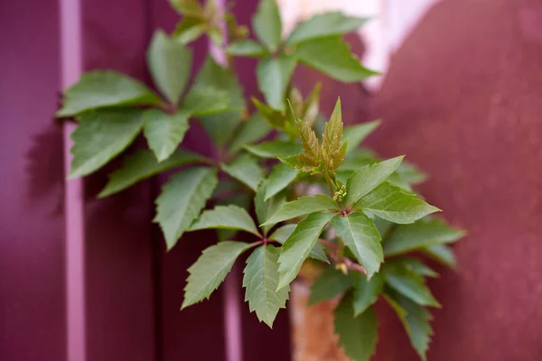 Brote Verde Una Planta Fondo Una Cerca Roja — Foto de Stock