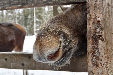 Kostroma 'daki Sumarokovskaya geyik çiftliği
