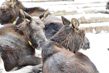 Kostroma 'daki Sumarokovskaya geyik çiftliği