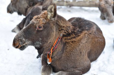 Kostroma 'daki Sumarokovskaya geyik çiftliği