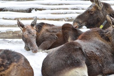 Kostroma 'daki Sumarokovskaya geyik çiftliği