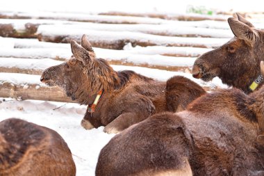 Kostroma 'daki Sumarokovskaya geyik çiftliği