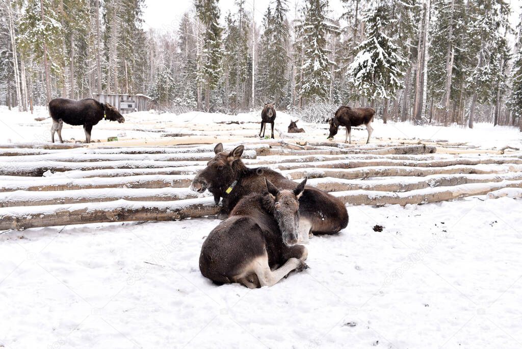 Sumarokovskaya moose farm in Kostroma