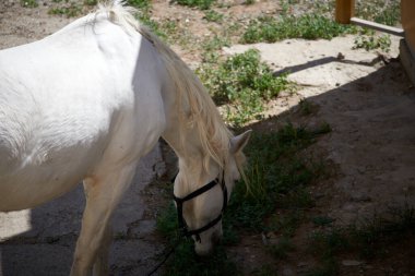 Beyaz at şehir caddesinde çimenleri kemiriyor.
