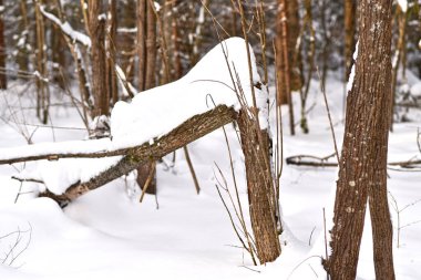 Bir ağaç gövdesi fırtınayla kırılmış ve karla kaplanmış.