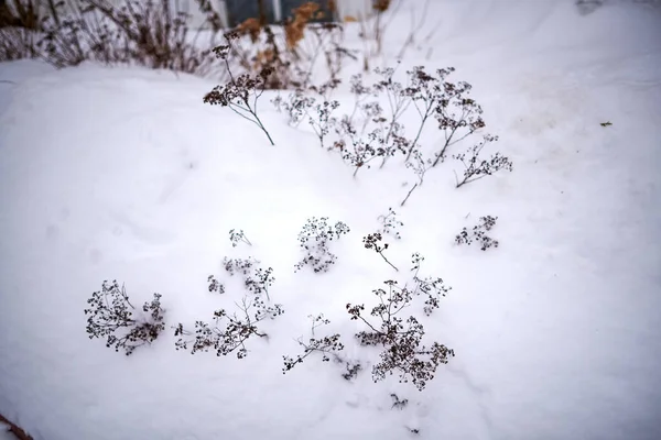 Planta de guarda-chuva seco em uma deriva de neve — Fotografia de Stock