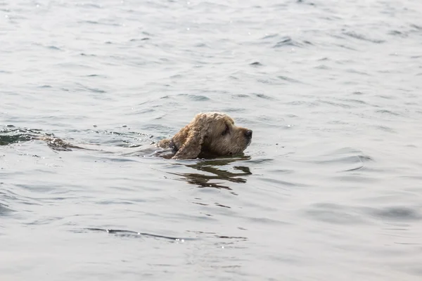 Bir köpek suda yüzüyor — Stok fotoğraf