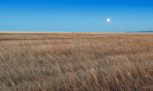 Lever de soleil dans les steppes. Ciel bleu, herbe jaune . — Photo