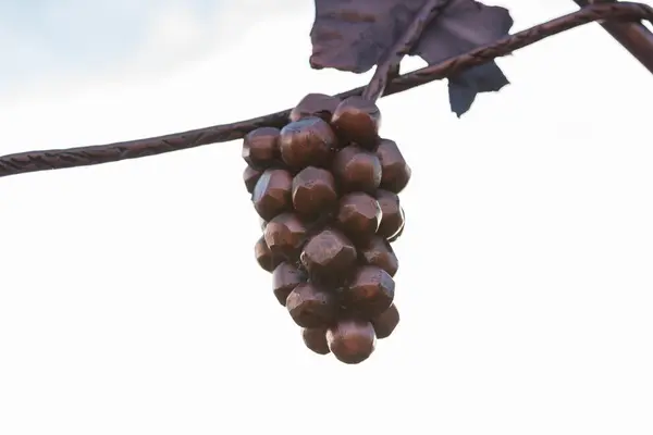 Bando de Uvas de bronze no fundo do céu — Fotografia de Stock