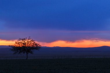 Yalnız ağaç. Güneş doğuyor. Alan.