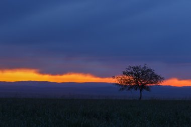 Yalnız ağaç. Güneş doğuyor. Alan.