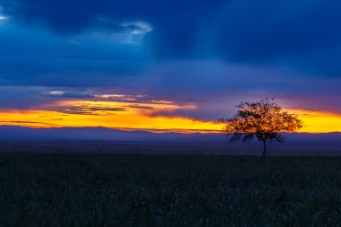 Yalnız ağaç. Güneş doğuyor. Alan.