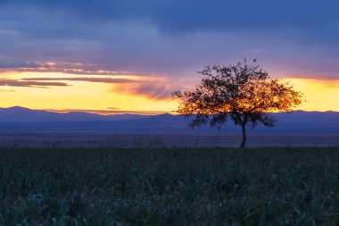 Yalnız ağaç. Güneş doğuyor. Alan.