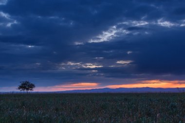 Yalnız ağaç. Güneş doğuyor. Alan.