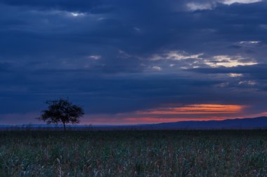 Yalnız ağaç. Güneş doğuyor. Alan.
