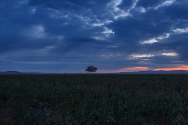 Yalnız ağaç. Güneş doğuyor. Alan.