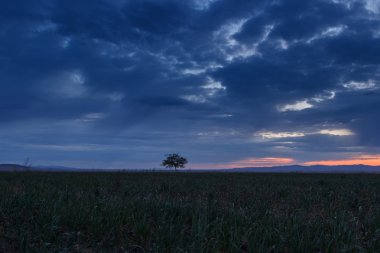 Yalnız ağaç. Güneş doğuyor. Alan.