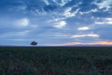 Yalnız ağaç. Güneş doğuyor. Alan.