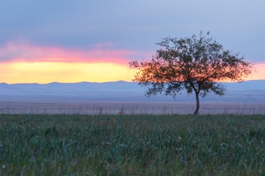 Yalnız ağaç. Güneş doğuyor. Alan.