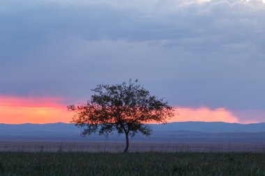 Yalnız ağaç. Güneş doğuyor. Alan.