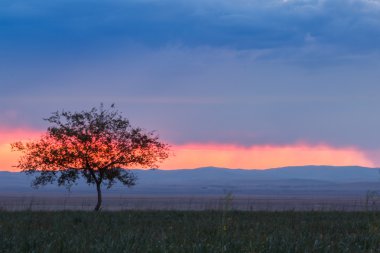 Yalnız ağaç. Güneş doğuyor. Alan.