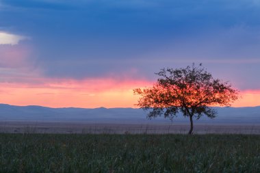 Yalnız ağaç. Güneş doğuyor. Alan.