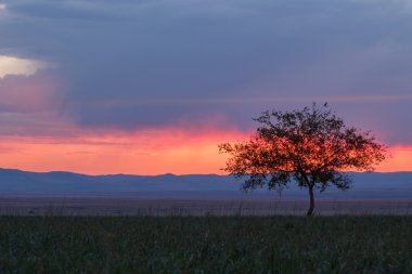 Yalnız ağaç. Güneş doğuyor. Alan.
