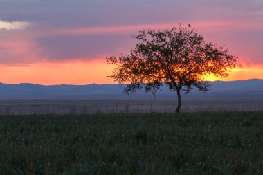 Yalnız ağaç. Güneş doğuyor. Alan.