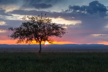Yalnız ağaç. Güneş doğuyor. Alan.