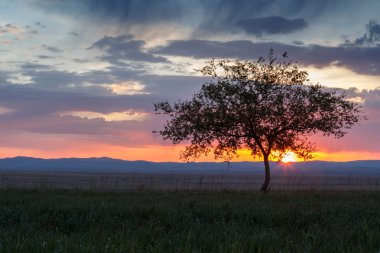 Yalnız ağaç. Güneş doğuyor. Alan.