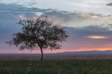 Yalnız ağaç. Güneş doğuyor. Alan.