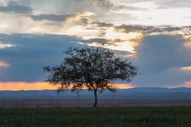 Yalnız ağaç. Güneş doğuyor. Alan.