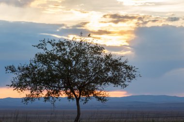 Yalnız ağaç. Güneş doğuyor. Alan.