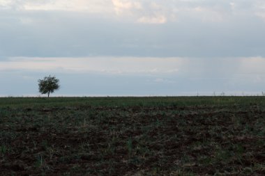 Yalnız ağaç. Güneş doğuyor. Alan.