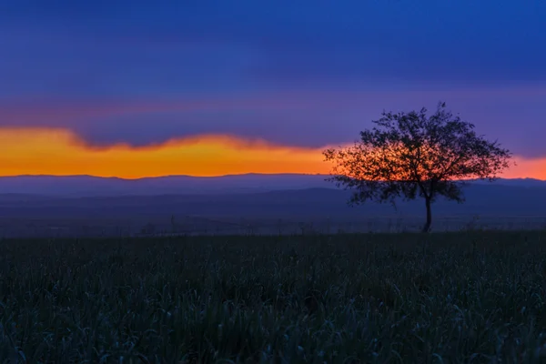 Lonely tree. Sunrise. Field.