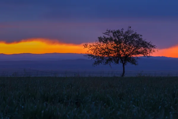 Ensamt träd. Sunrise. Fält. — Stockfoto