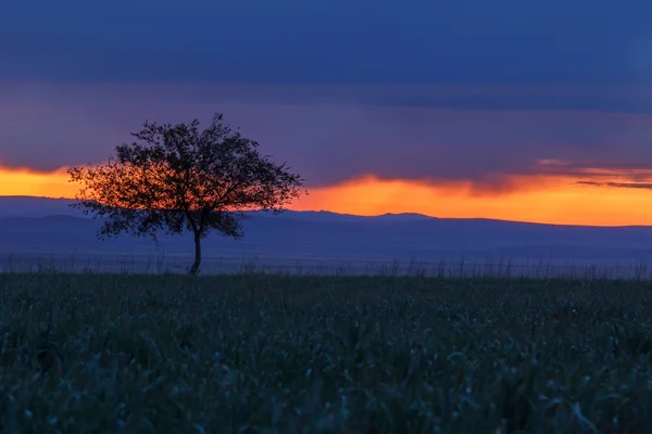 Ensamt träd. Sunrise. Fält. — Stockfoto