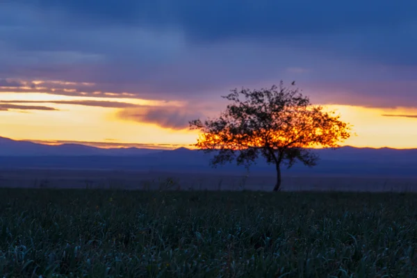 Ensamt träd. Sunrise. Fält. — Stockfoto