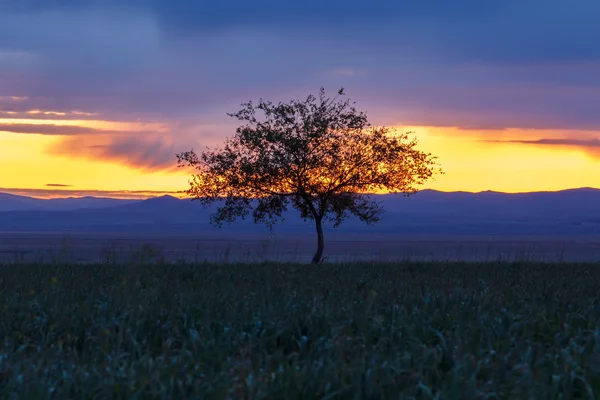 Uma árvore solitária. Nascer do sol. Domínio . — Fotografia de Stock