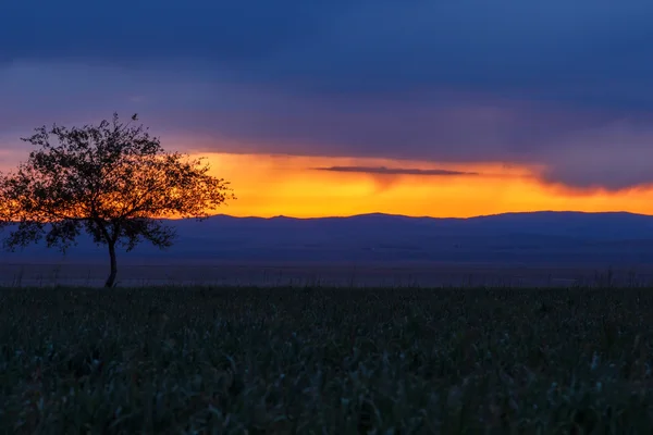 Ensamt träd. Sunrise. Fält. — Stockfoto