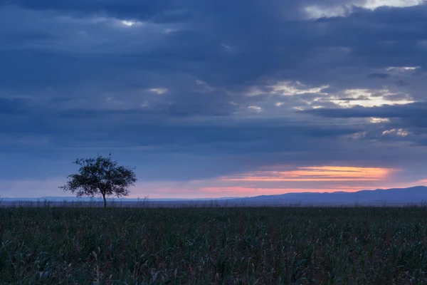 Uma árvore solitária. Nascer do sol. Domínio . — Fotografia de Stock