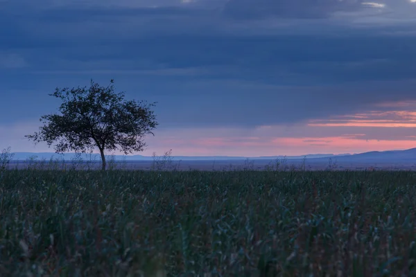 Un arbre solitaire. Au lever du soleil. Champ . — Photo