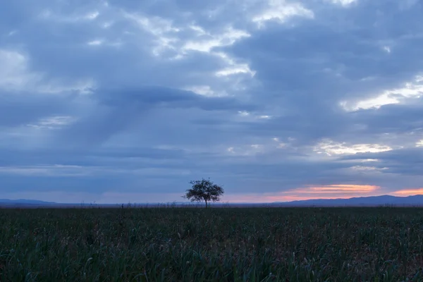 Samotne drzewo. Wschód słońca. Pola. — Zdjęcie stockowe