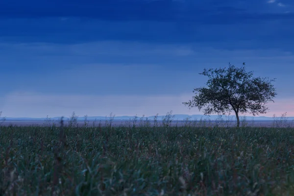 Un arbre solitaire. Au lever du soleil. Champ . — Photo