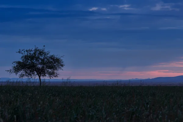 Un arbre solitaire. Au lever du soleil. Champ . — Photo