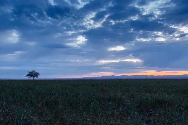 Un arbre solitaire. Au lever du soleil. Champ . — Photo